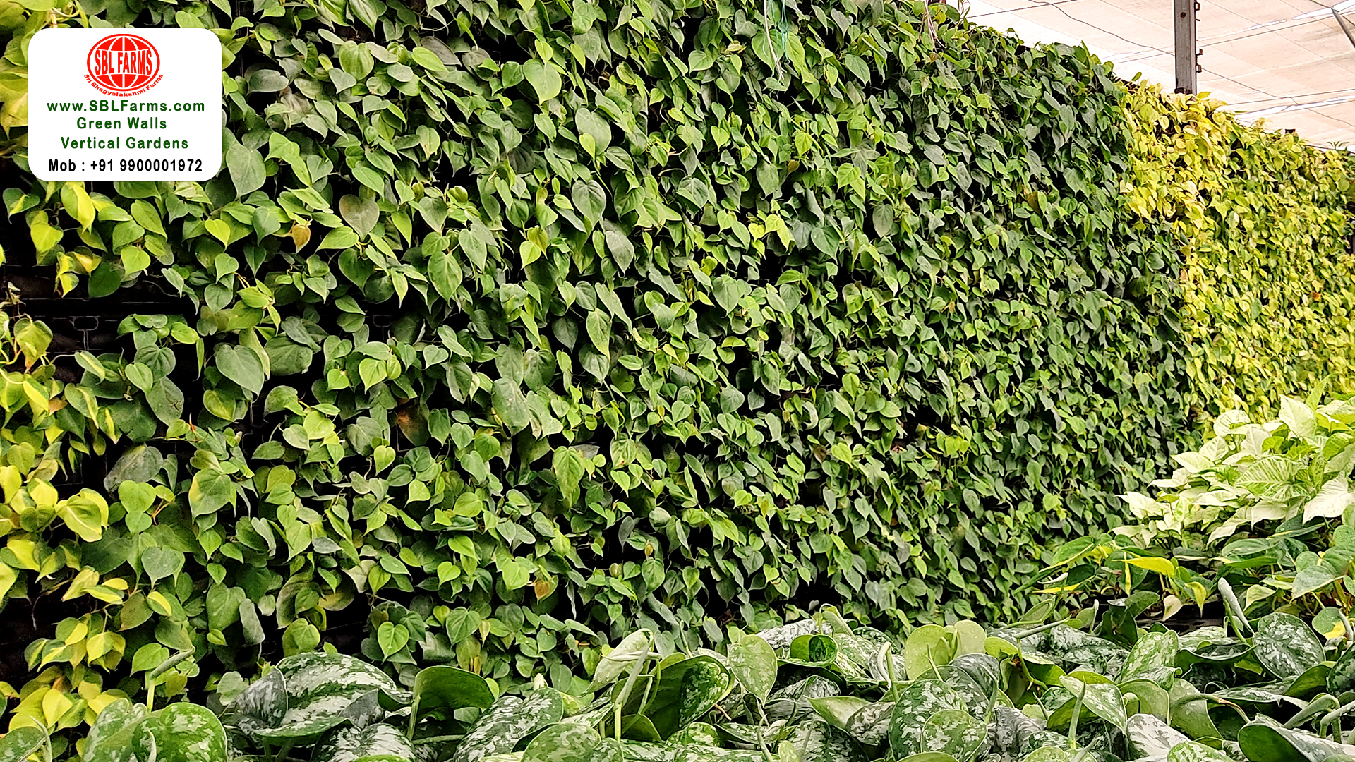 Sbl Farms Green walls and Living walls, Vertical Garden, Bangalore green wall  vertical garden